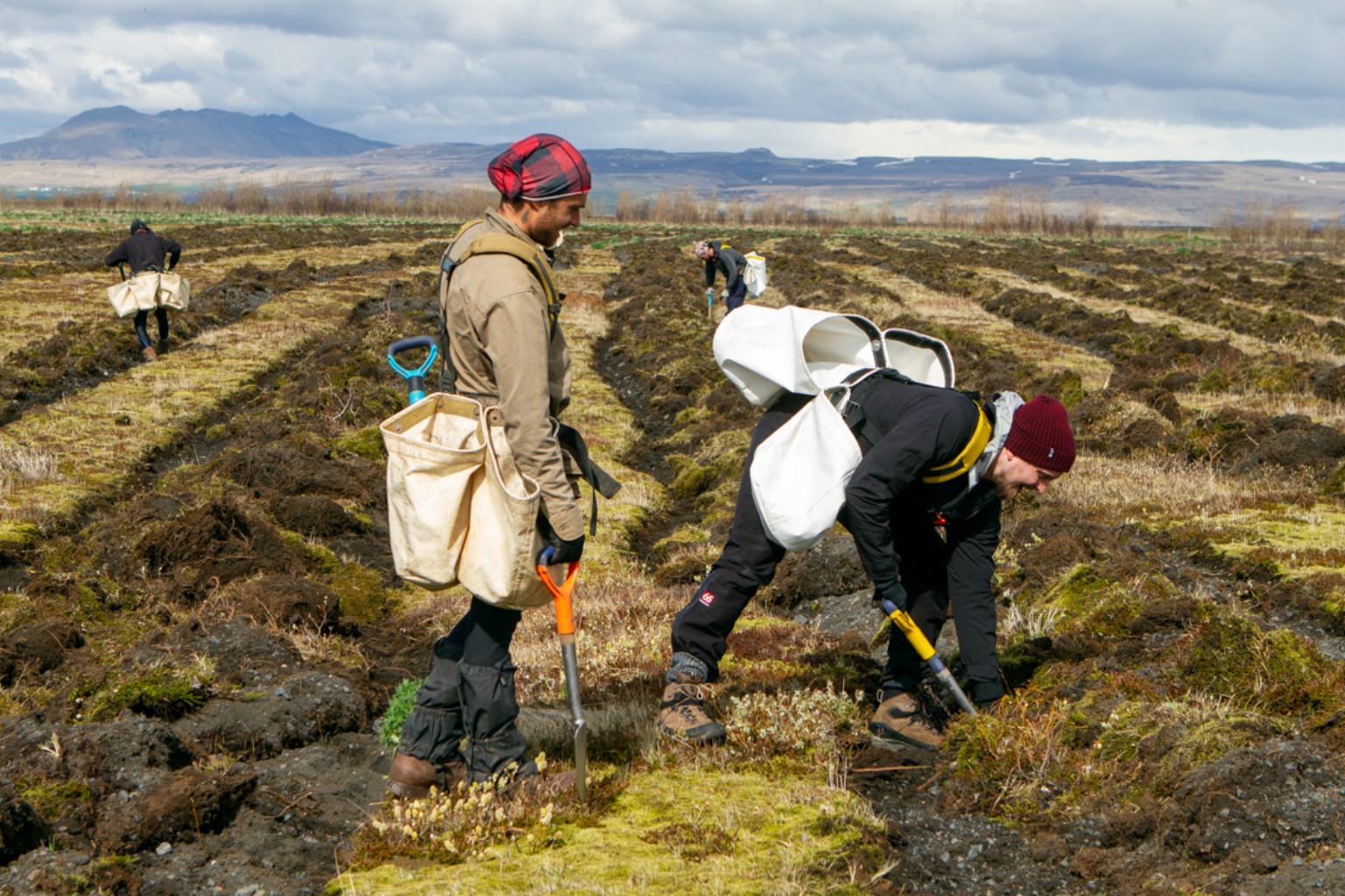 A team carrying out tree-planting fieldwork in Iceland
